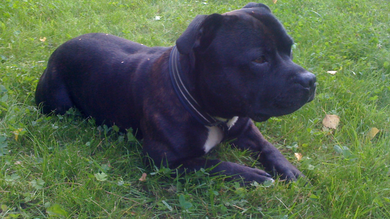 Staffordshire pit bull terrier