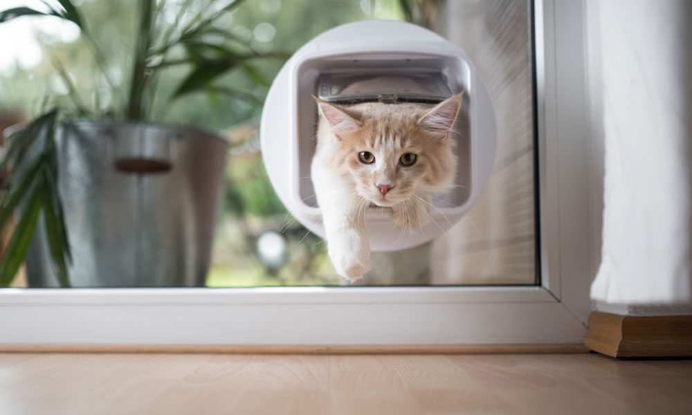 chatiere electronique