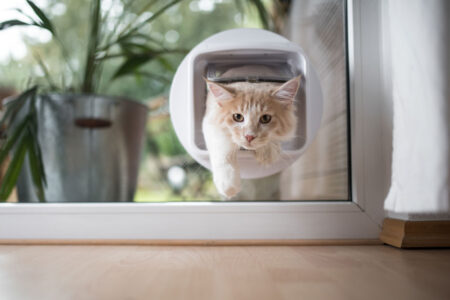 chatiere electronique