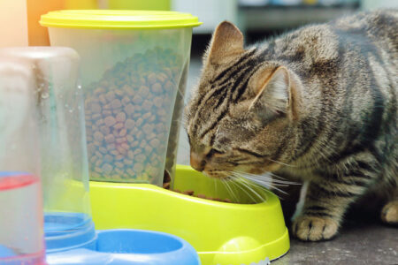 distributeur-de-croquettes-pour-chat