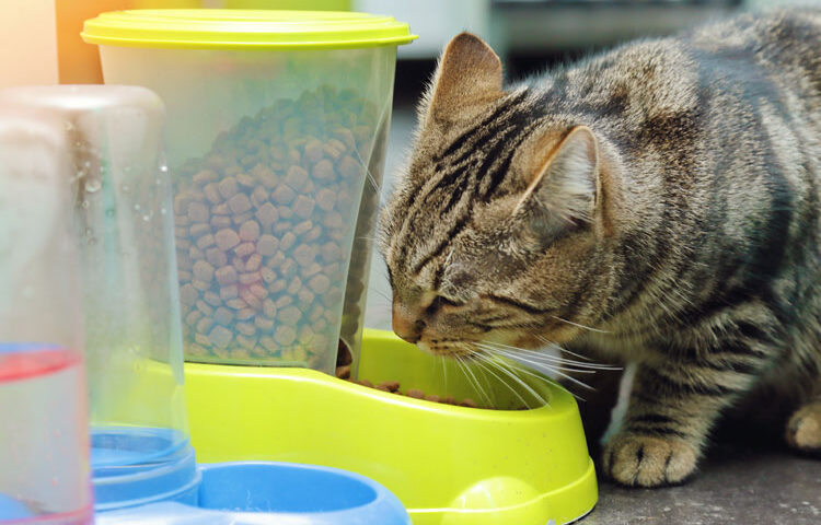 distributeur-de-croquettes-pour-chat