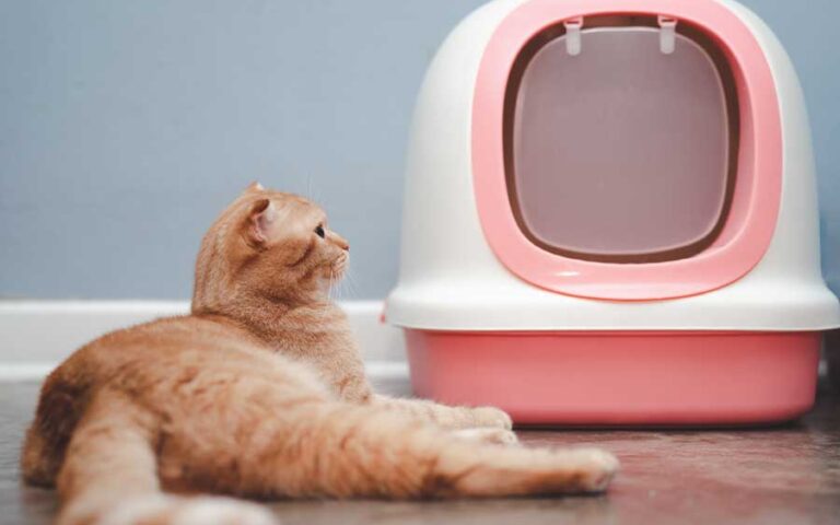 maison de toilette pour chat