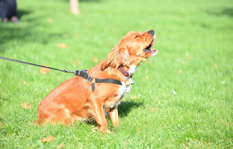 astuce-anti-aboiement-de-chien