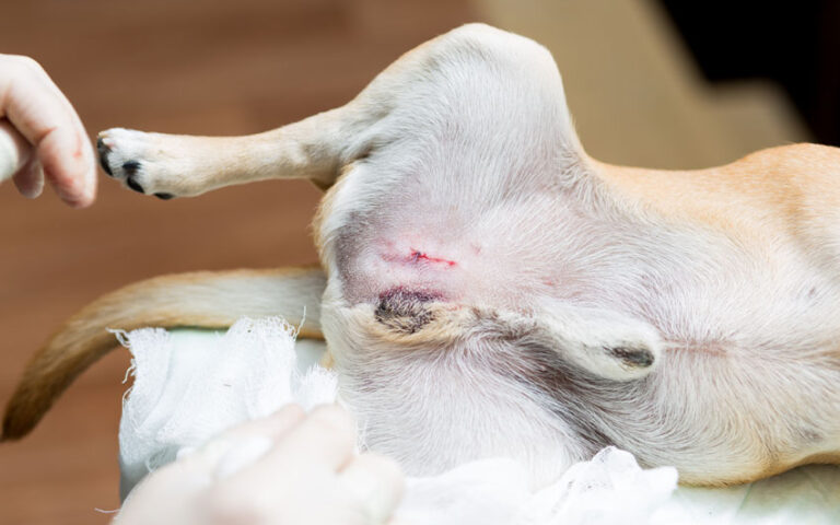 castration chien âge limite