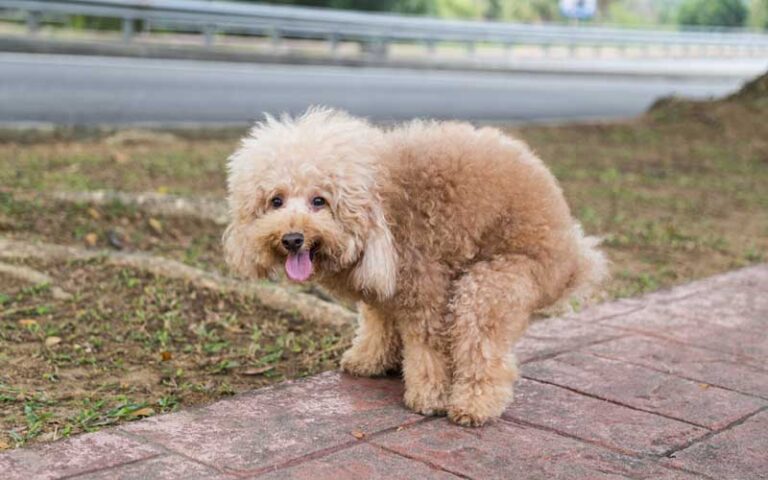 chien constipé que faire