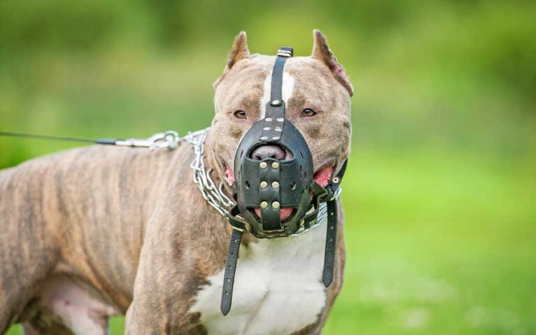 chien interdit en France