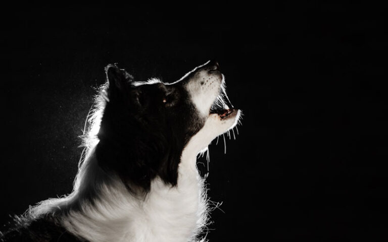chien-qui-aboie-la-nuit