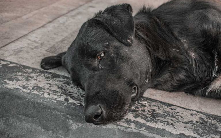 chien qui pleurniche