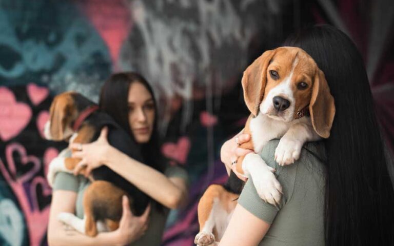 comportementaliste canin