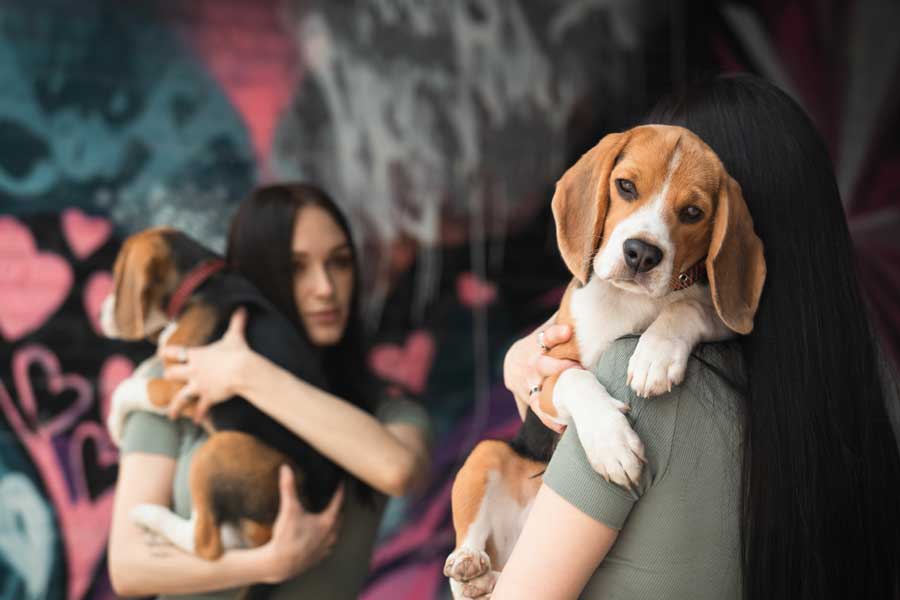 comportementaliste canin