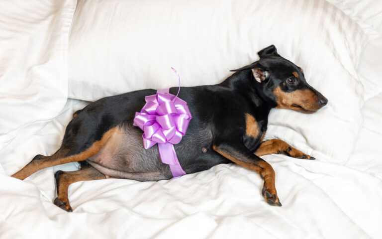 durée-gestation-chienne