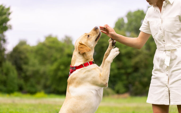 education positive chien