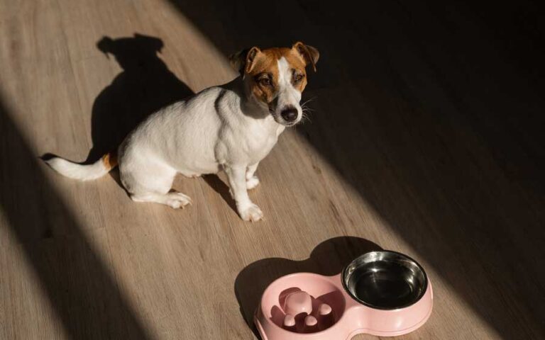 gamelle anti-glouton chien