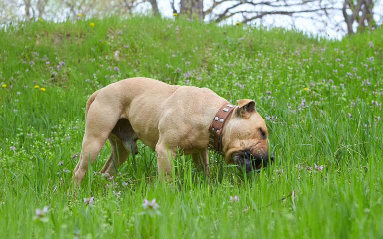 mon-chien-mange-de-l'herbe
