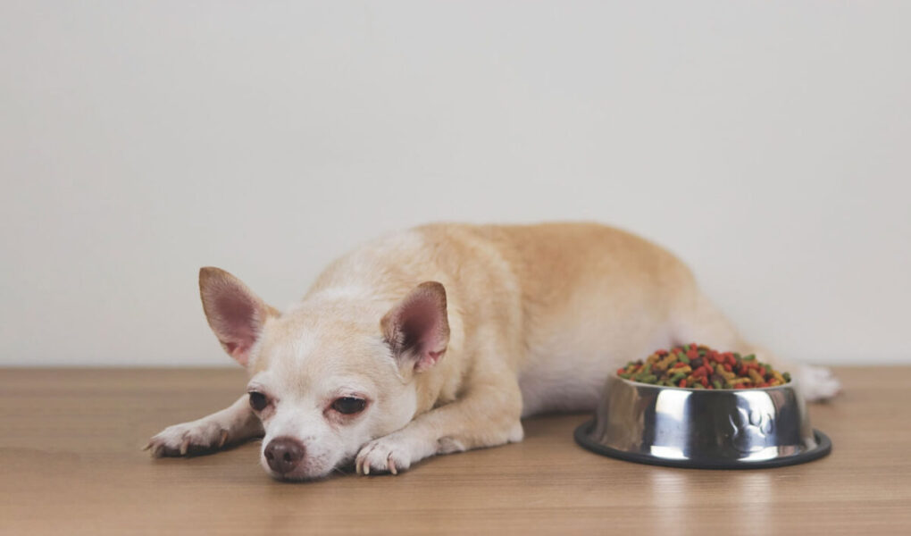 mon chien ne mange plus