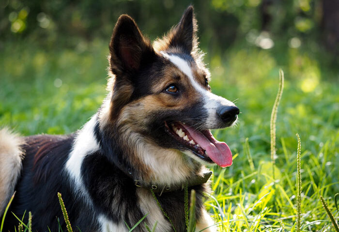 mon-chien-respire-vite