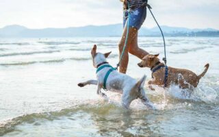 plages autorisées aux chiens 2023