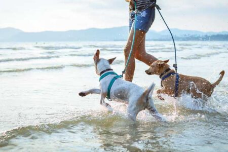 plages autorisées aux chiens 2023