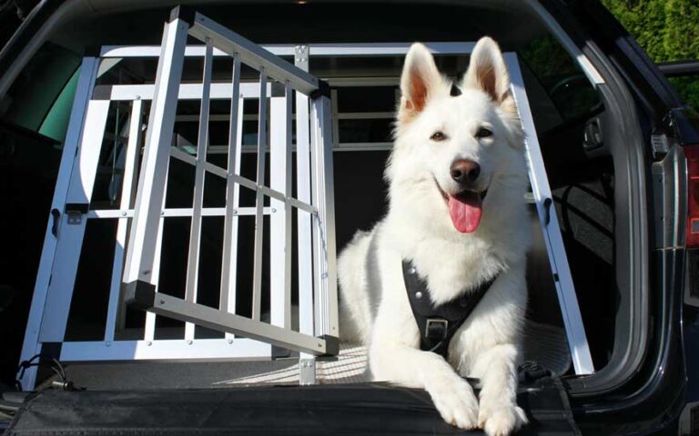 protection voiture chien