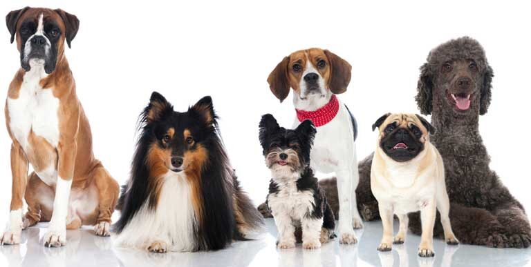 quelle race de chien choisir