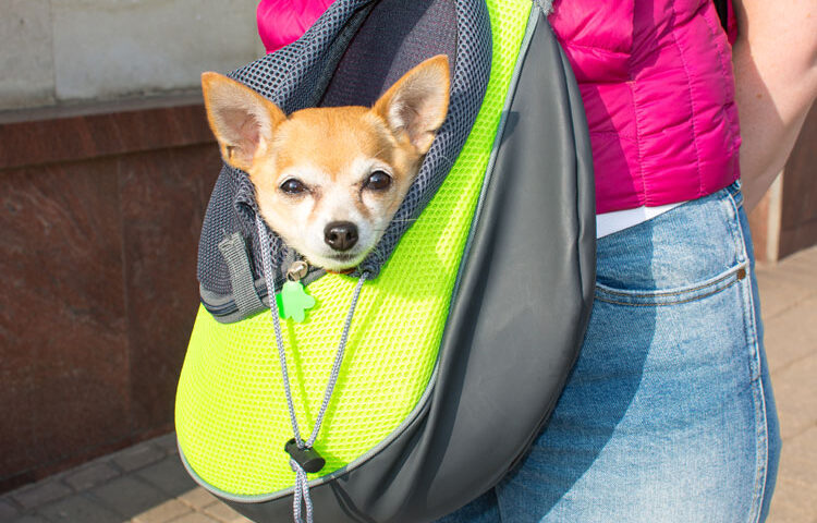 sac-de-transport-pour-chien