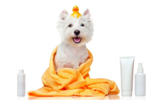 shampoing-sec-pour-chien