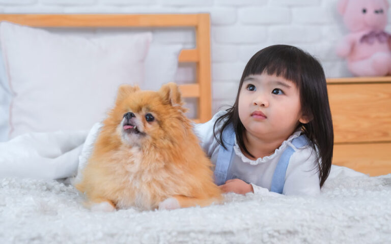 signaux d apaisement chien