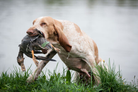 espèces-de-chien-de-chasse